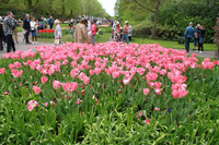 keukenhof 2024 album picture